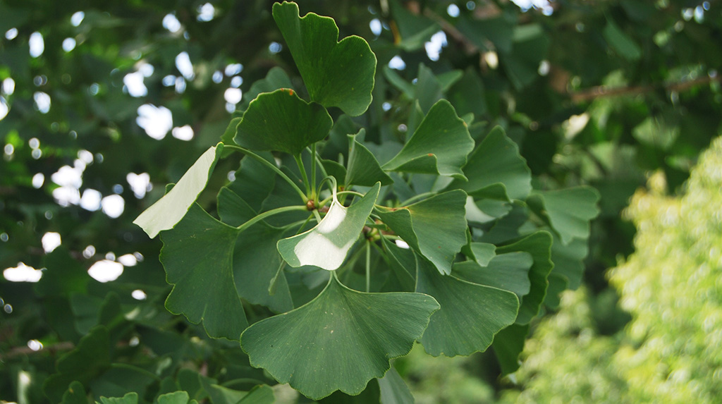 Arbre aux quarante écus