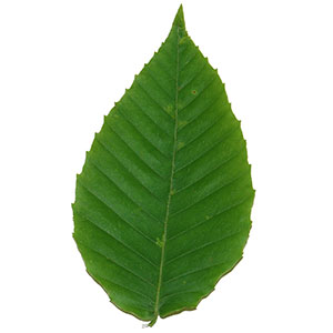 Hêtre à grandes feuilles