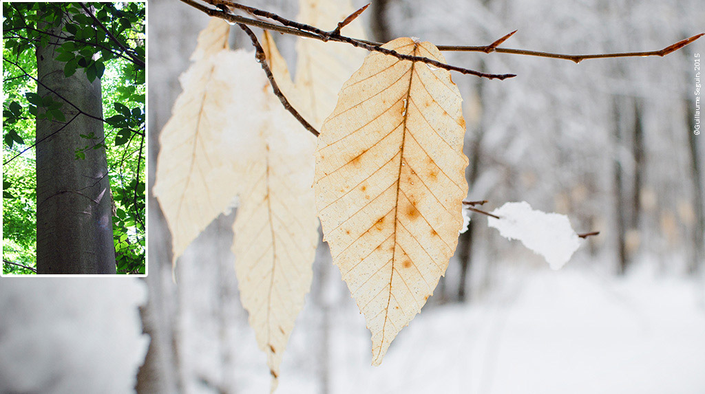 Hêtre à grandes feuilles