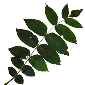 Noyer cendré
