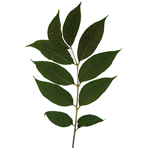Phellodendron de l'Amur 