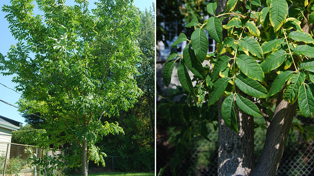 Phellodendron de l'Amur 