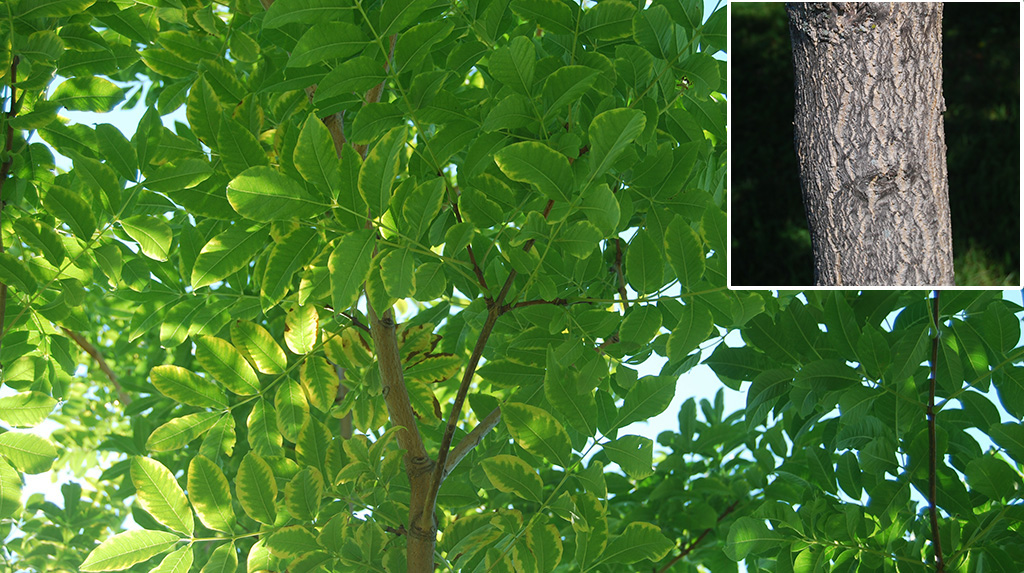 Phellodendron de l'Amur 