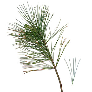 Pin blanc