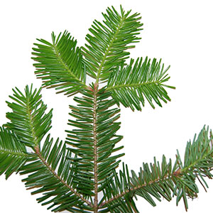 Sapin baumier