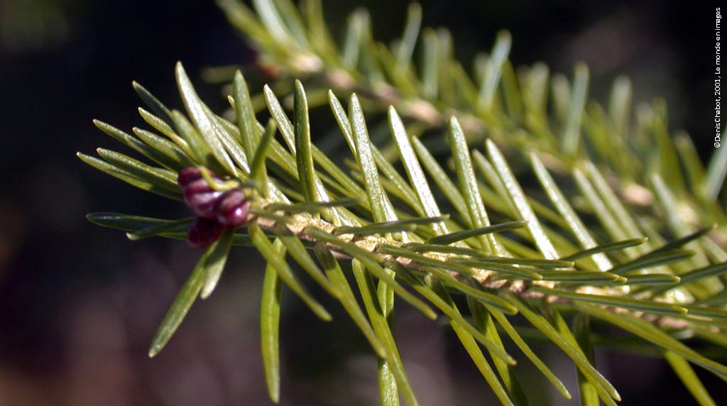 Sapin baumier