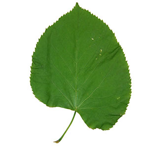 Tilleul d'Amérique