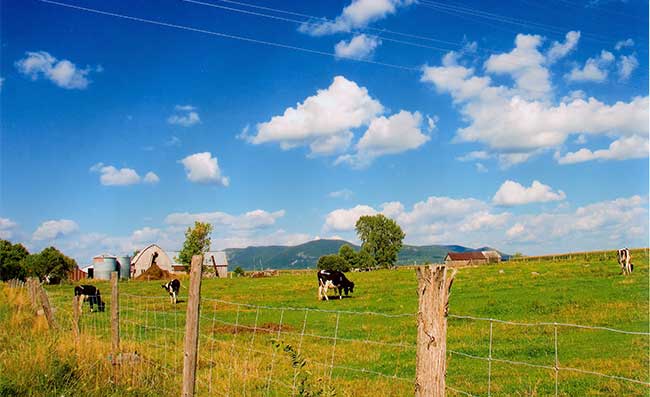 MEATS AND DAIRY PRODUCTS