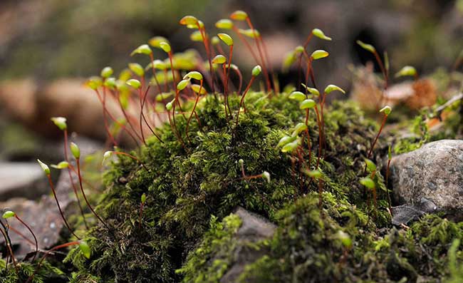 Les bryophytes