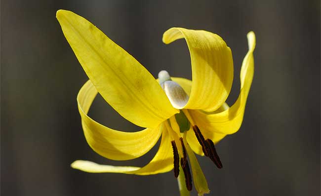 Érythrone d’Amérique 