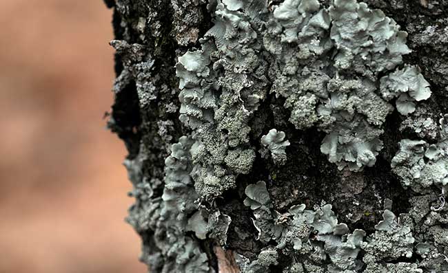 Les lichens