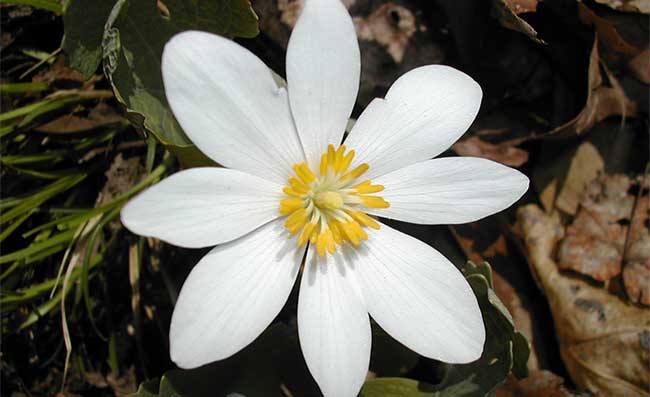 Sanguinaire du Canada