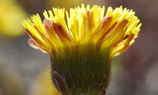 Tussilage pas-d’âne