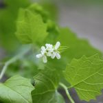 Alliaire Officinale